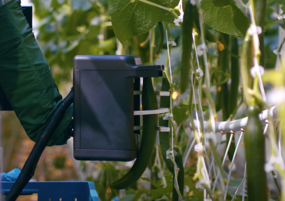A close-up of the robotic cucumber end effector grasping a cucumber that is hanging from a vertical cucumber support.